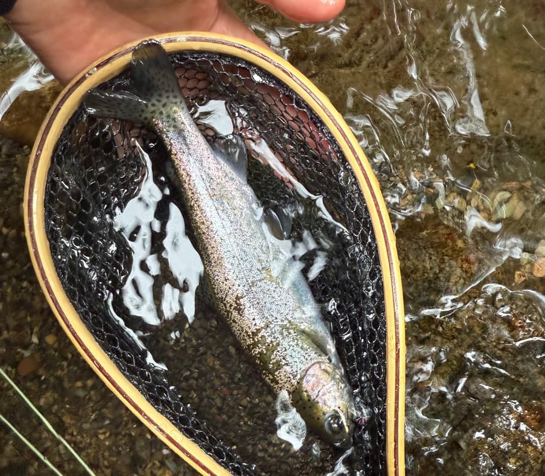 神谷堰堤下のニジマス