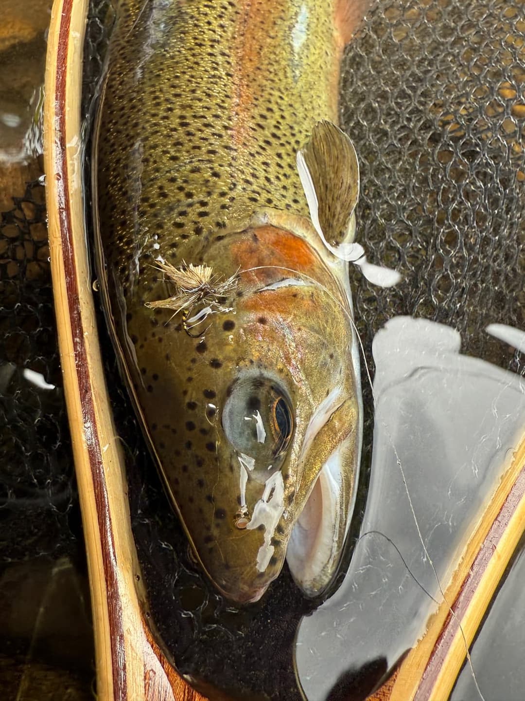 石舟〜赤保谷のニジマス