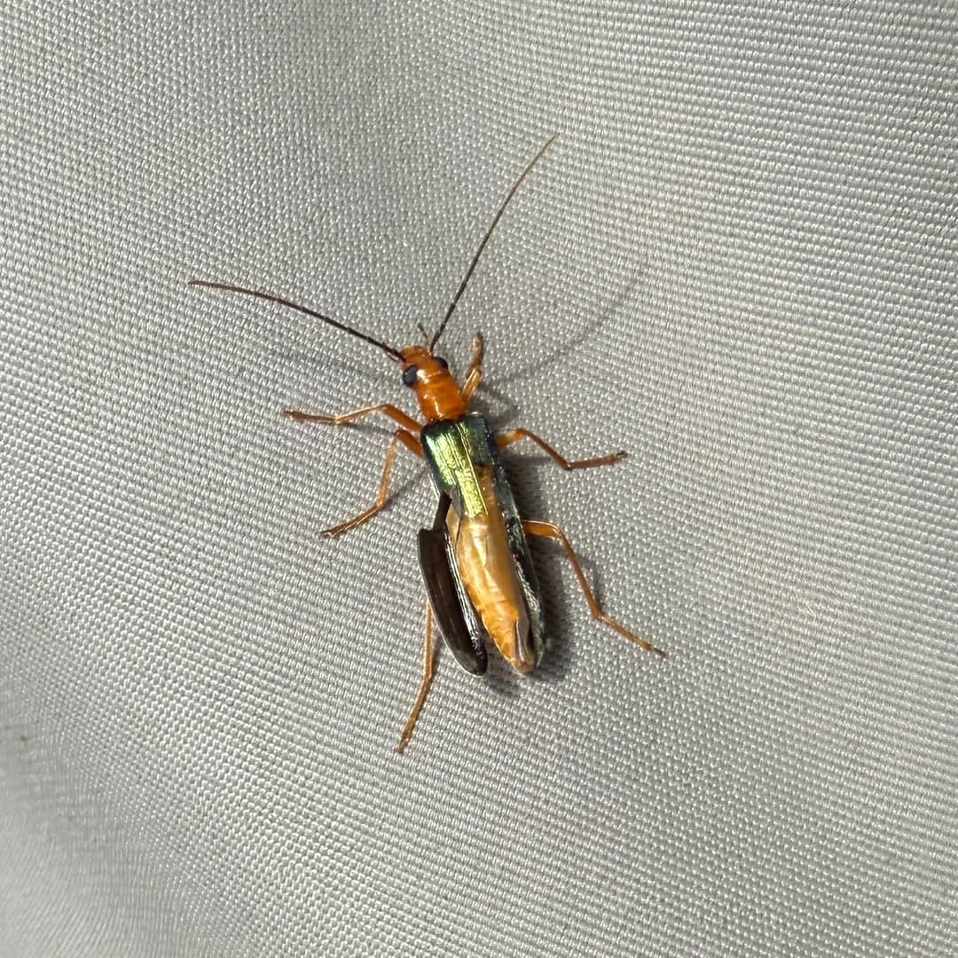 アオカミキリモドキ