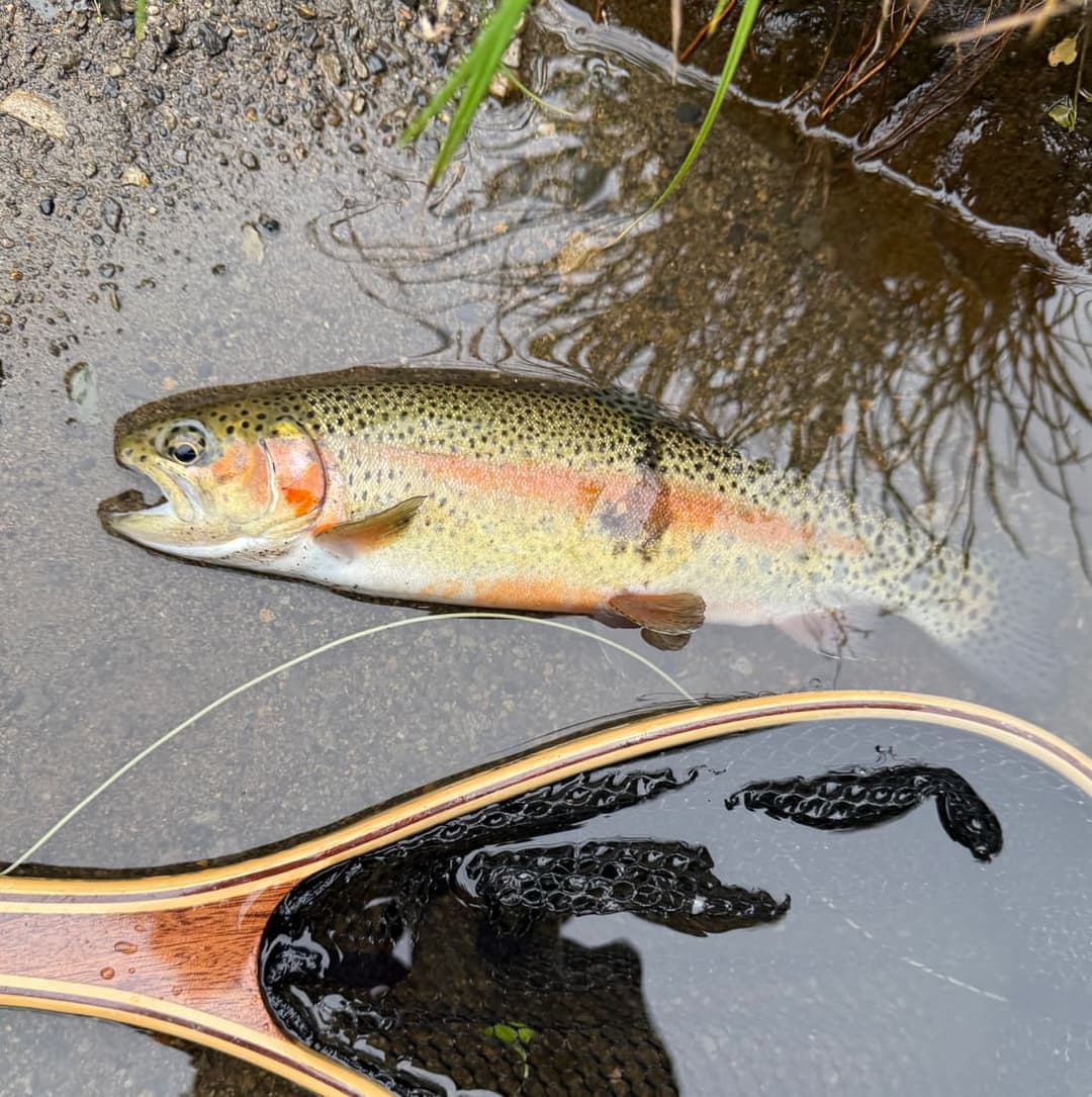 石舟のニジマス