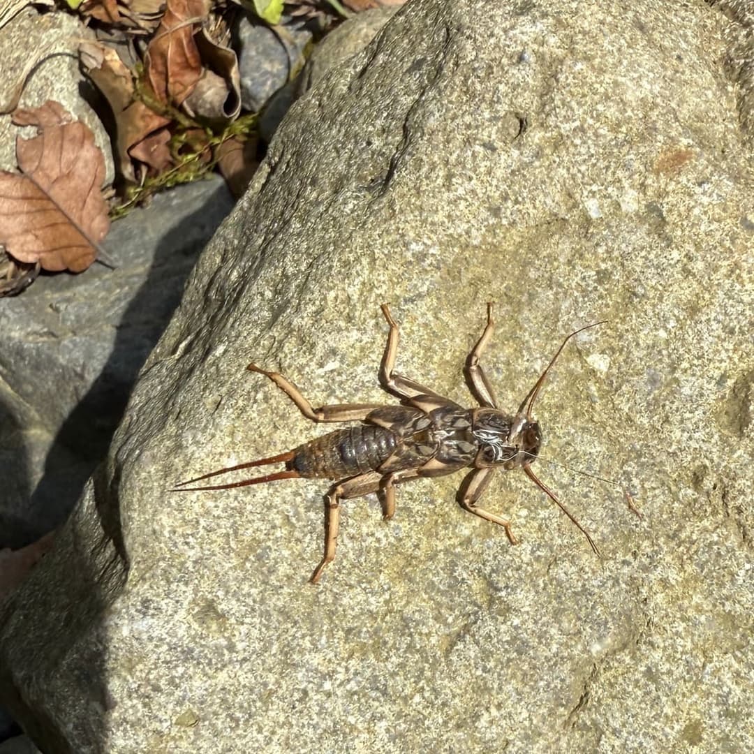 カワゲラの抜け殻