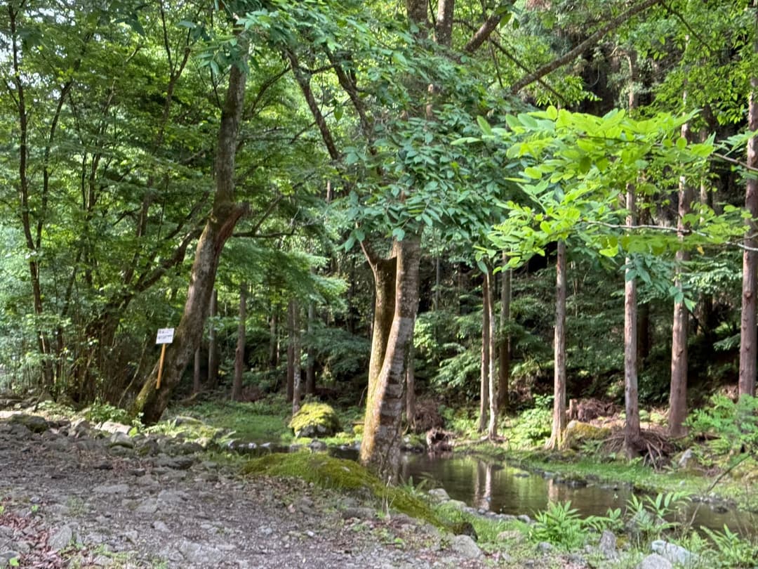 養沢センター付近の開けた流れ2