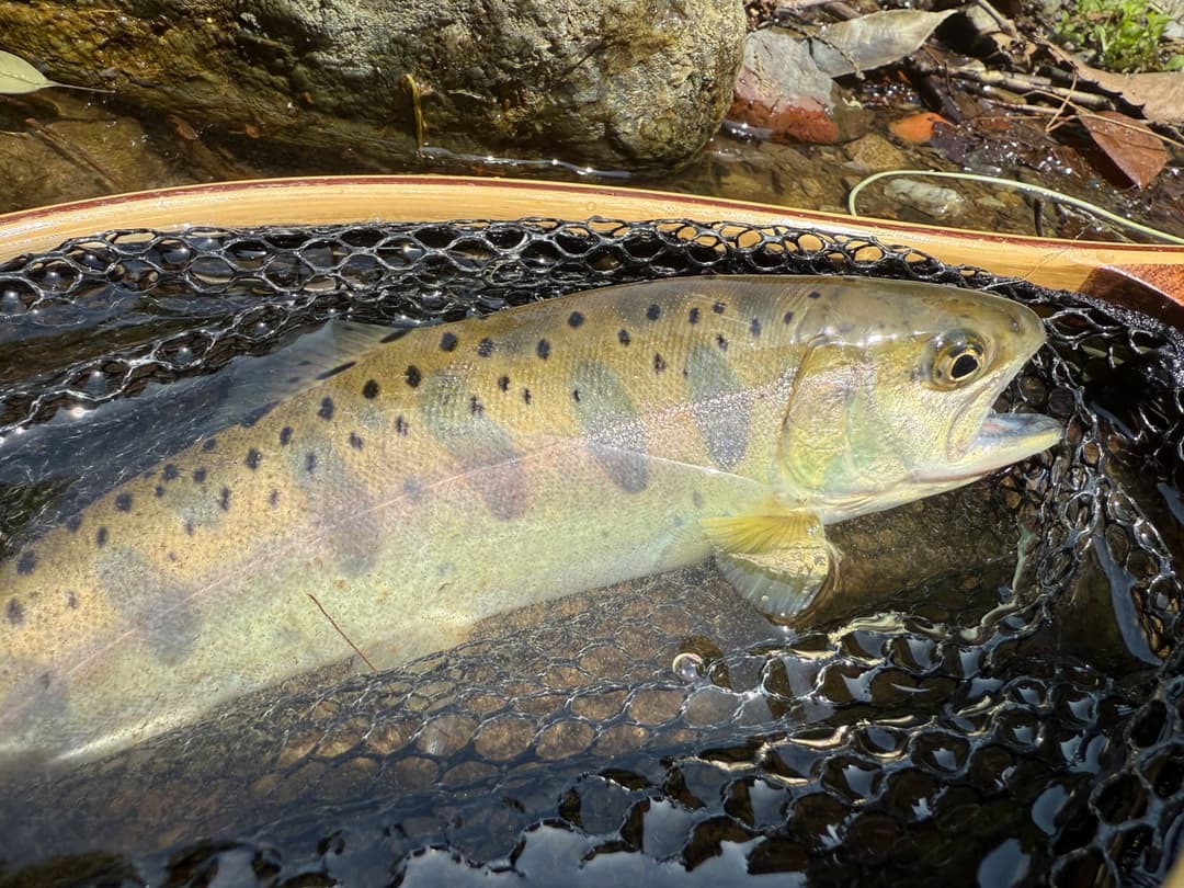 松葉のヤマメ