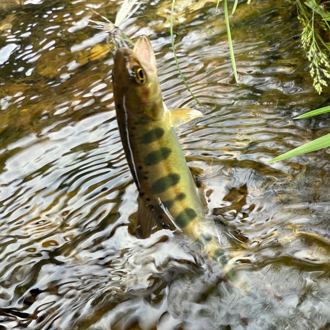 平和橋の再生産ヤマメ