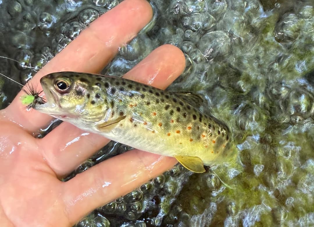 ブラウントラウトの混血魚？