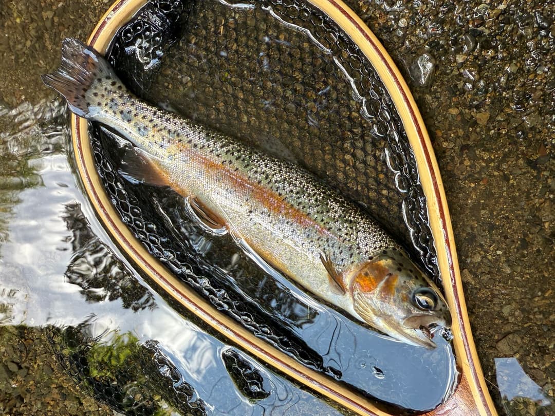 高橋のニジマス