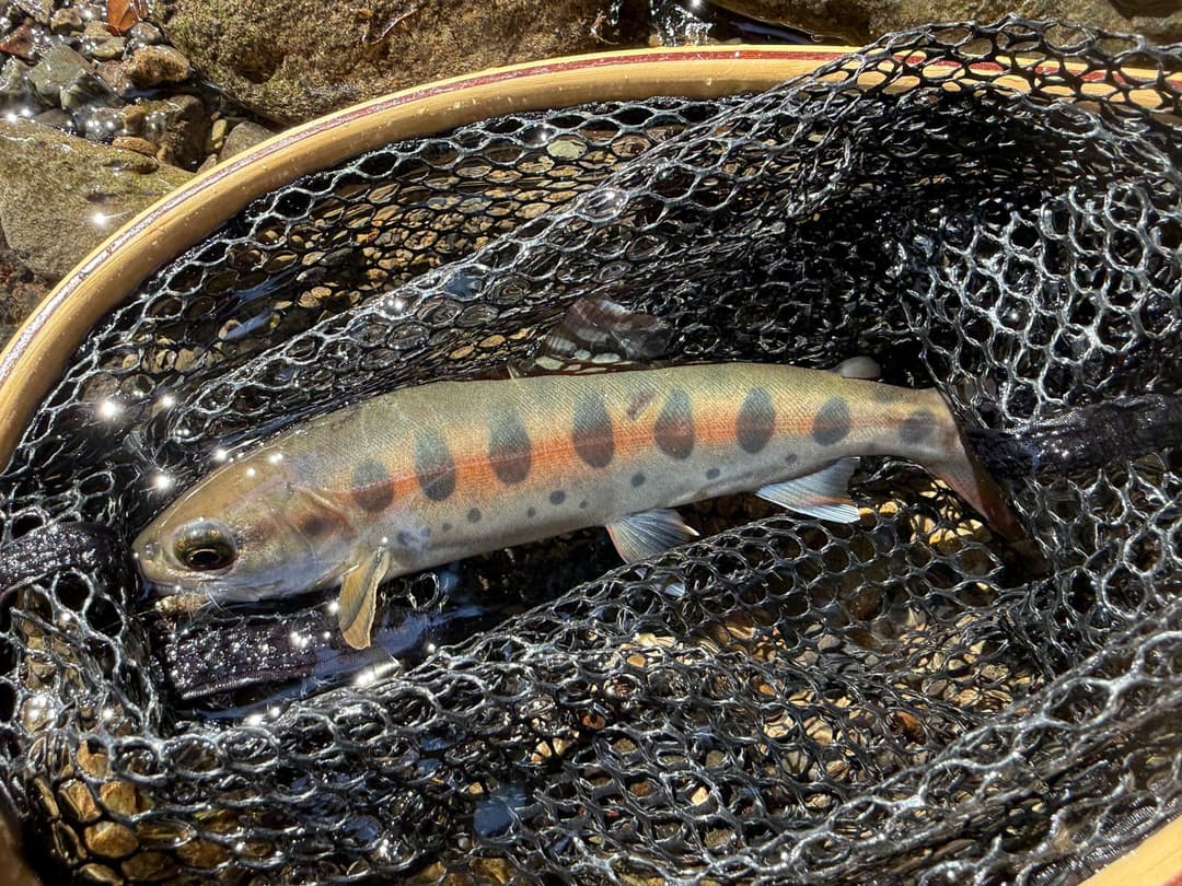 神谷堰堤のヤマメ2