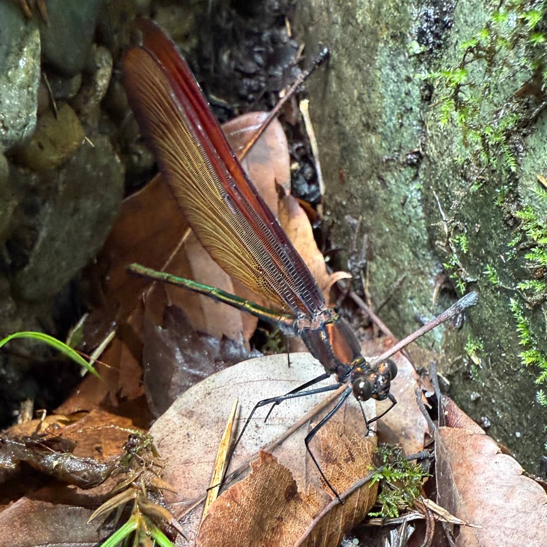 ミヤマカワトンボ