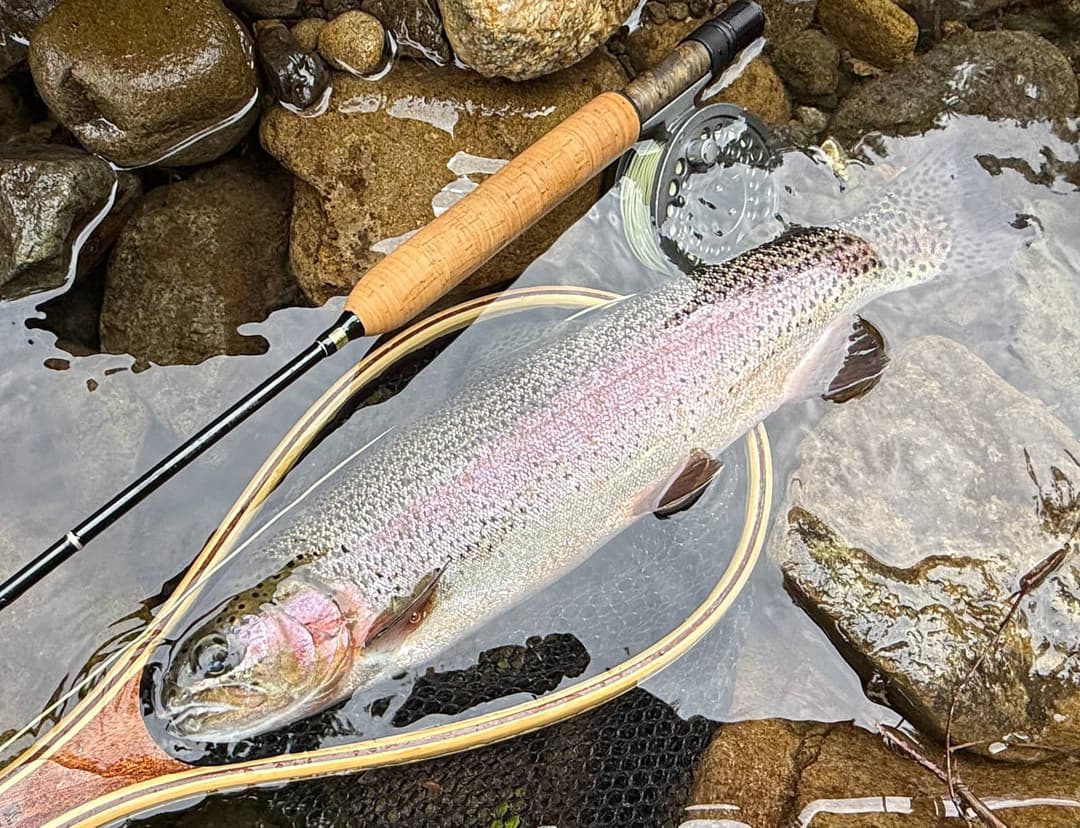 早淵の大きなニジマス