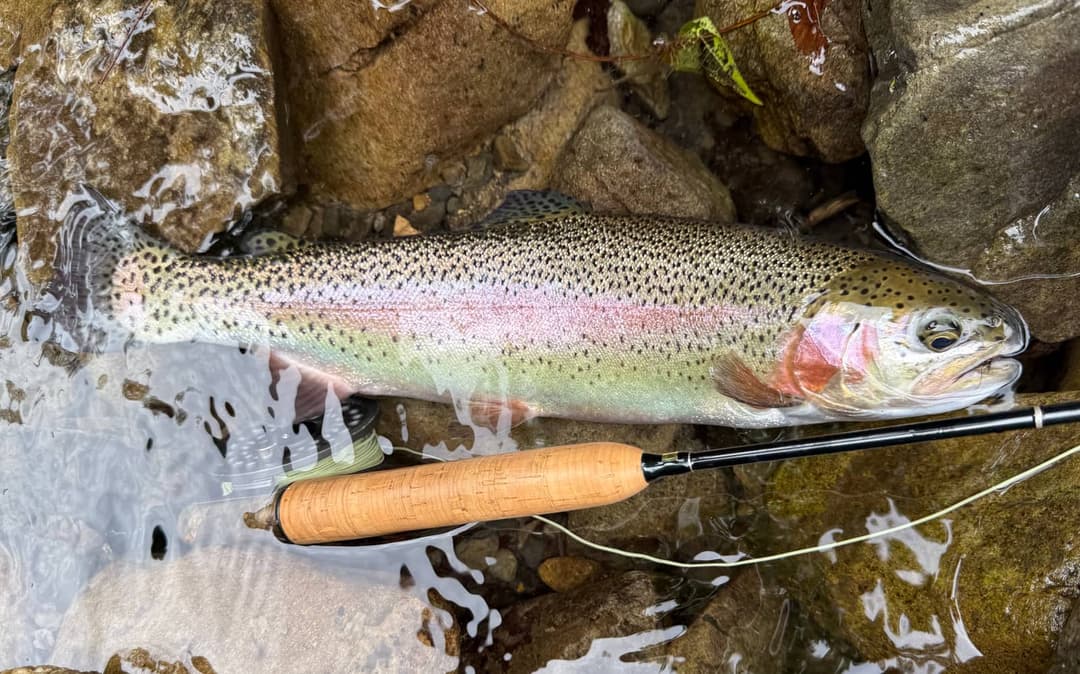 早淵の大きなニジマス