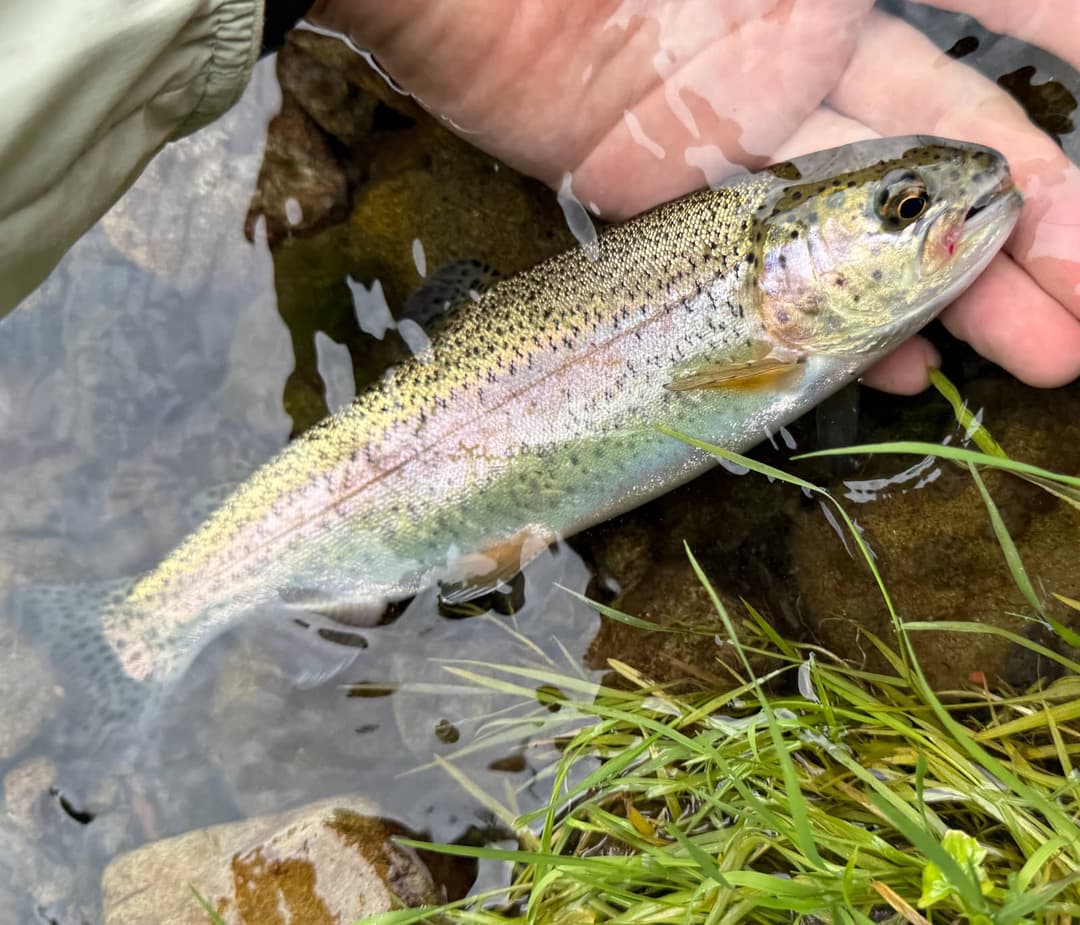 早淵のニジマス