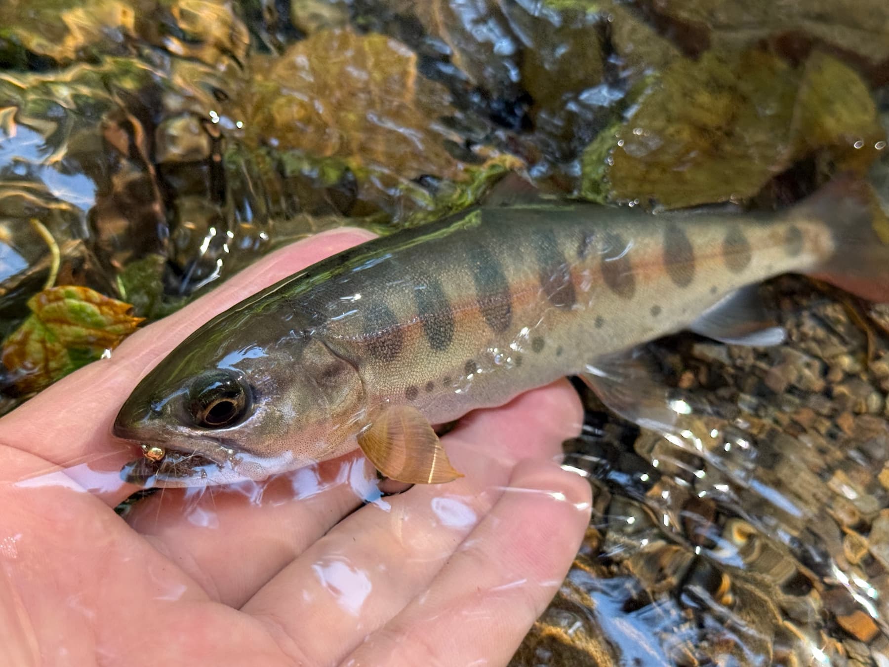 The Yamame Interaction